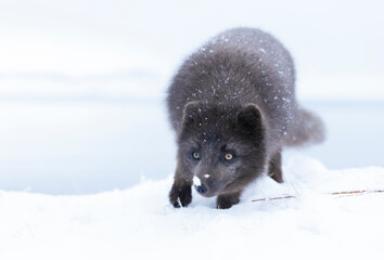 Obraz premium Close up of an Arctic fox in winter