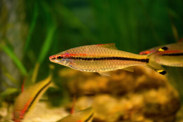Barbus Denisoni fish in the aquarium. (Sahyadria denisonii)