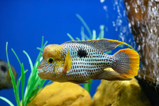 Akara Turquoise fish in the aquarium (Andinoacara rivulatus). Green Terror