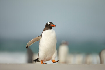 Gentoo penguin walking on a sandy beach