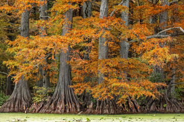 Autumn view of Bald Cypress trees, Reelfoot Lake State Park, Tennessee.