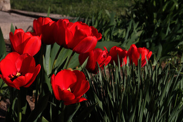 Fototapeta na wymiar red tulips in spring
