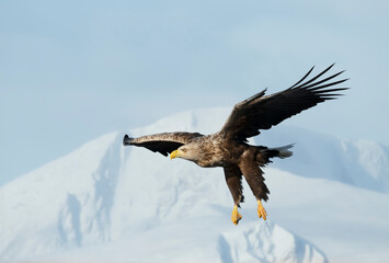Close up of a White-tailed sea Eagle in flight in winter