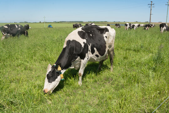 vacas lecheras holando comiendo pastura en chacra productora de leche