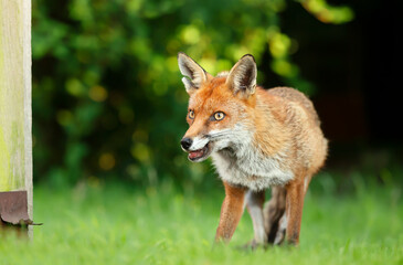 Red fox standing in grass by a fence