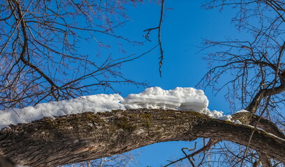 Thawed snow on a tree branch close-up against the blue sky in a city park in winter