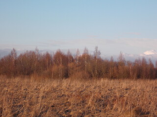 Fototapeta premium morning in the forest