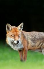 Naklejka na ściany i meble Red fox in grass against dark background