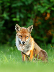 Naklejka na ściany i meble Close up of a Red fox sitting in grass
