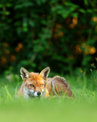 Close up of a Red fox lying on grass