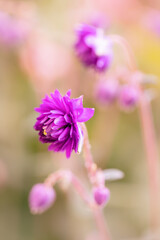 Różowe orliki (Aquilegia) © anettastar