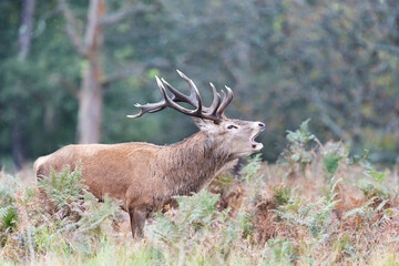 Red deer stag calling during rutting season in autumn