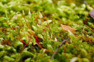 close up of moss plants on stones