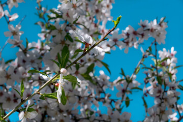 Spring blossom, tree branches in white flowers, blooming fruit plants on bright blue background