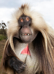 Impressive portrait of a rare Gelada monkey in Simien mountains