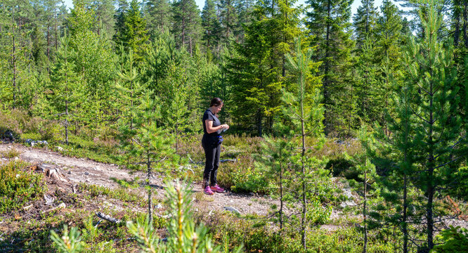 Cute middle aged Caucasian women in black sportswear looking at map during outdoor orienteering in young pine tree forest. Sunny summer day in Sweden, hobby sport, side view