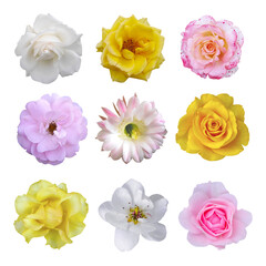 Macro photo of flowers set: rose, cactus flower, carnation, camellia, pear on white isolated background. Top view head flowers.