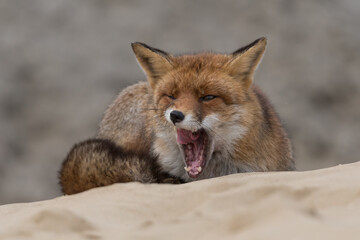 Yawning red fox is relaxing on a sand hill, photographed in the dunes of the Netherlands.