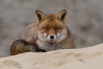 Red fox is relaxing on a sand hill, photographed in the dunes of the Netherlands.