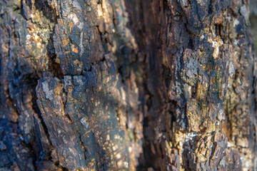  ROTTEN FIG TREE