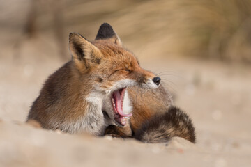 Yawning red fox is relaxing in the sand, photographed in the dunes of the Netherlands.