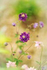 Flowers © anettastar