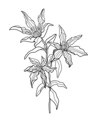 Hand draw clematis