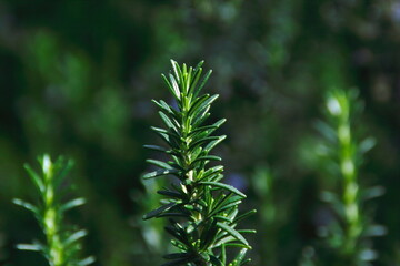 rosemary  floers in the forest