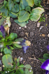 white flowers on the seaside boulevard.