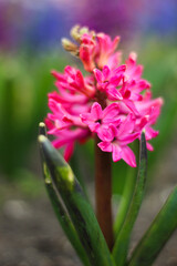 Fototapeta premium pink flowers on the seaside boulevard.