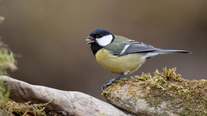 bird, natur, wild lebende tiere, tier, ast, blau, gelb, wild, kohlmeise,