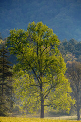 Naklejka premium USA, Tennessee. Tree in morning light in field at Cades Cove.