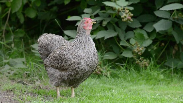 Penciled pattern pet wyandotte bantam hen sneezes twice in a comical and funny way. Free range lifestyle with a rural green background. Pure bred pet chicken outdoors in the garden. 