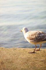 seagull on the pier by the spring sea