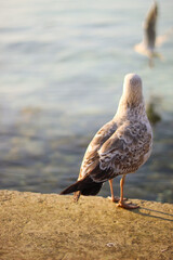 seagull on the pier by the spring sea