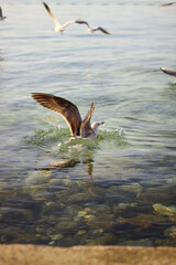 seagull in search of food by the spring sea