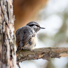 bird sitting on a branch, close-up. Winter and snow falls