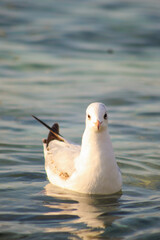 seagull in search of food by the spring sea
