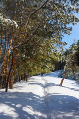 Snow-covered trees in a pine forest, winter landscape