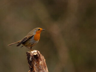 Robin on a branch