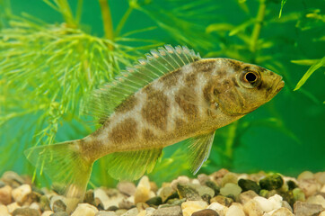 Nimbochromis venustus, commonly called venustus hap or giraffe hap, is a Haplochromine cichlid endemid to Lake Malawi in Africa. It prefers the deeper regions of the lake (6 to 23 metres (20 to 75 ft) - obrazy, fototapety, plakaty