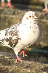 pigeons on the spring pier.