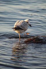 seagull cleans its beak by the spring sea
