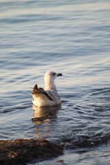 seagull in search of food by the spring sea