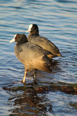 sea ​​ducks are waiting for the sunset by the sea.
