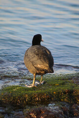 sea ​​ducks are waiting for the sunset by the sea.