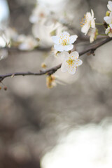 white flowers on the seaside boulevard.
