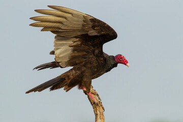 USA, Texas, Hidalgo County. Close-up of turkey vulture on stump.