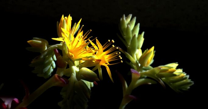 fiore giallo