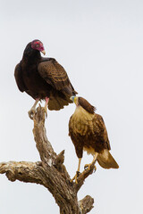 USA, Texas, Hidalgo County. Crested cara adult and turkey vulture share tree stump.